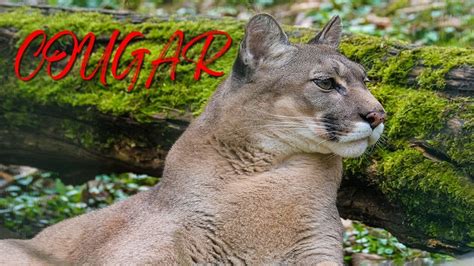 Cougar Sounds Cougar Screaming Youtube
