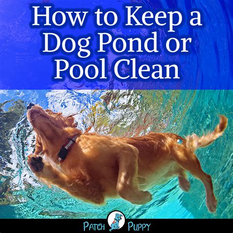 I seem to remember something about a diy dog wash place off of park rd in south charlotte. DIY Dog Pool - How to Build A Dog Pool | Dog pool, Dog pond, Dog pool diy