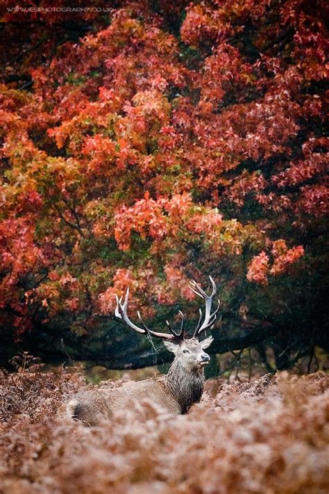 Autumn Stag By Ian Schofield On 500px Autumn Fall Wildlife