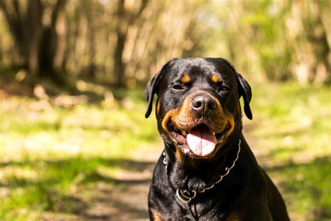 Life At Home Black Dogs Breeds Dog Breeds Medium Dog Breeds
