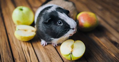Wild guinea pigs are exclusively herbivorous. What Kind Of Fruit Can Guinea Pigs Eat?