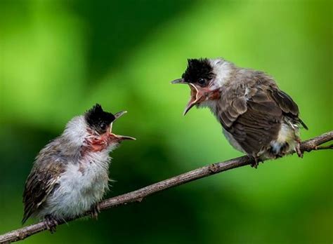 Cari gambar sketsa burung yang bagus? Makanan Burung Kutilang Anakan dan Agar Cepat Gacor