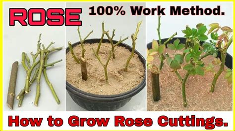 Easy Way To Grow Rose From Cutting How To Grow Rose From Stem Youtube