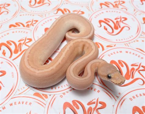 Banana Butter Pinstripe Redstripe Possible Cinnamon Ball Python By Dream Weaver Reptiles