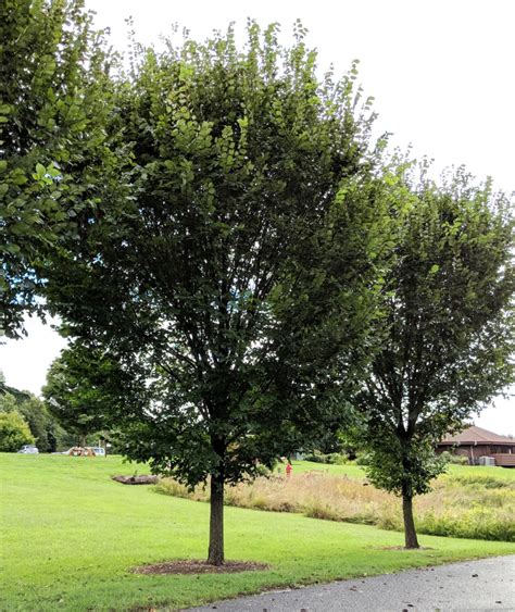 American Elm Tree Montgomery