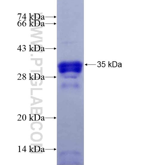 Download SCG5 Fusion Protein Ag28607 | Proteintech