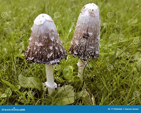 Shaggy Ink Cap Coprinus Comatus Common Woodland Fungus Mushrooms