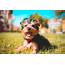 Cute Smiling Yorkshire Terrier Puppy Free Stock Photo  Picjumbo