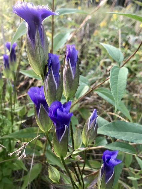 Gentianopsis Crinita Fringed Gentian Special Vegetation