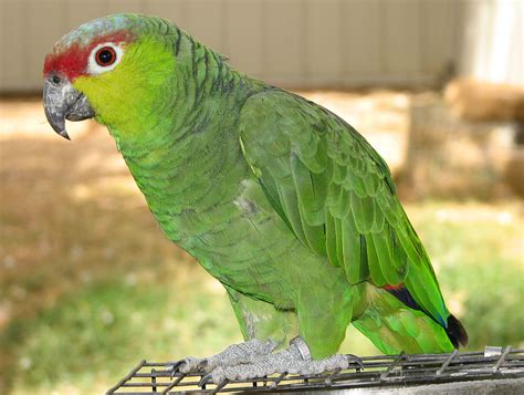 Red Faced Encounter Rare New Species Of Parrot Discovered