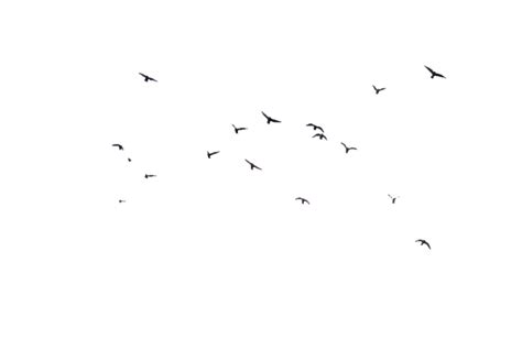 Birds Png Transparent Image Png Mart