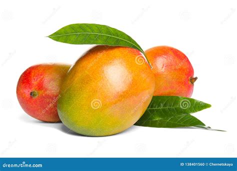 Ripe Mangoes On Tree Bunch Of Fresh Mangoes Hanging From Tree Royalty