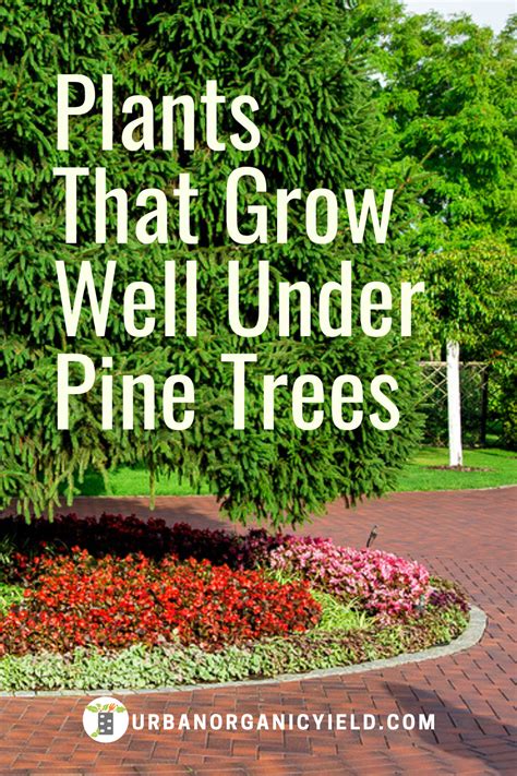 17 Best Plants That Grow Under Pine Trees Artofit