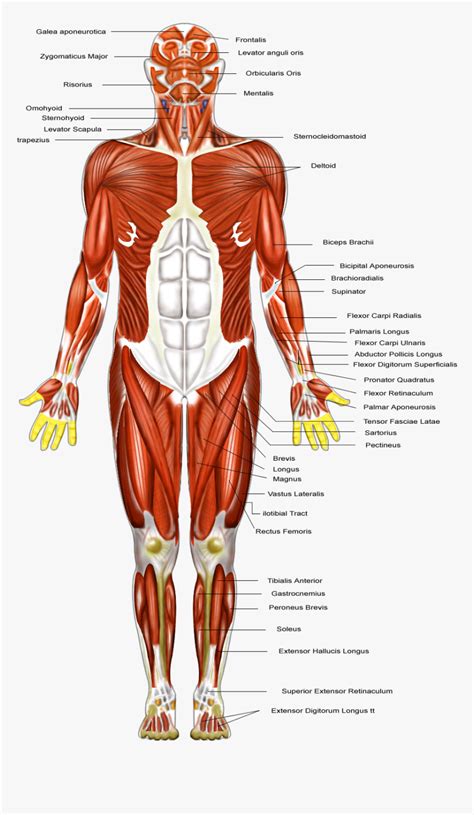 Muscle Structure Labeled