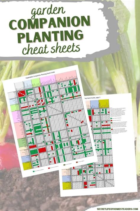Companion Planting Chart And Guide For Vegetable Gardens Secret Life