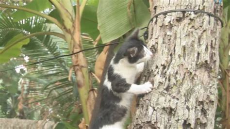 Cat Climbing Trees Full Hd Youtube