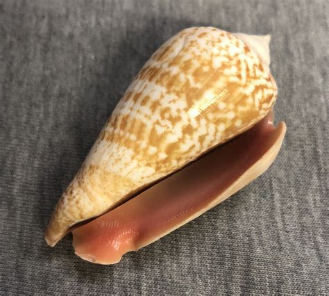 Strombus Luhuanus Blood Mouth Conch 56 4mm EBay
