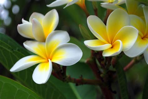 Semer Le Plumeria Frangipanier La Palmeraie Fr