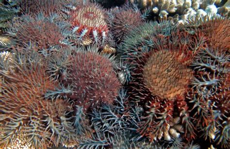 Crown Of Thorns Starfish Our Planet