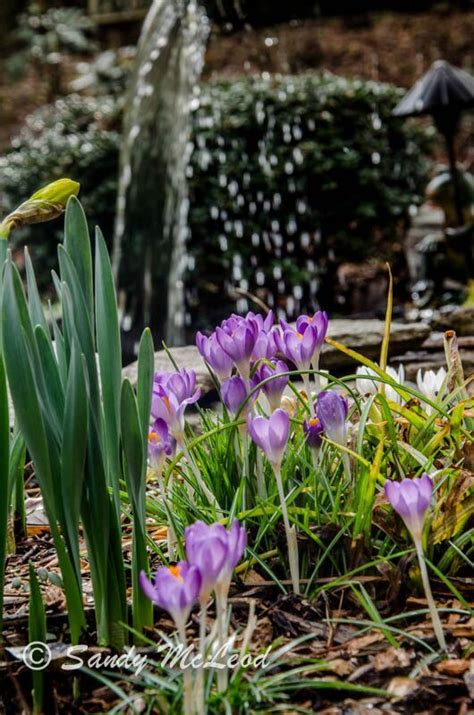 Asheville cabins of willow winds is nestled in a 40 acre woodland garden adjoining the blue ridge parkway and the mountains to sea trail. Spring sneak peek at Asheville Cabins of Willow Winds ...