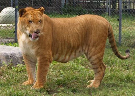 Most Terrifying And Amazing Creatures On Earth Amazing Liger Rare