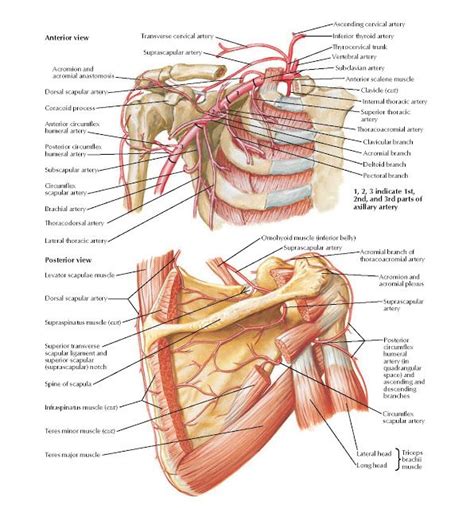 Axillary Artery And Anastomoses Around Scapula Anatomy Anterior View Transverse Cervical Artery