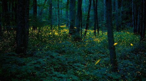 Synchronous Fireflies Bing Wallpaper Download