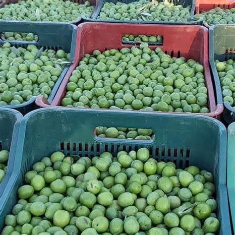 Since 1925 olio geraci is synonimous of sicilian high quality. Olive Verdi di Sicilia intere Nocellara del Belice da 180 ...