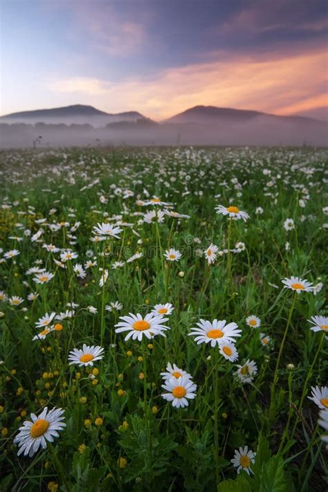 Daisies In The Field Near The Mountains Stock Photo Image Of Bright