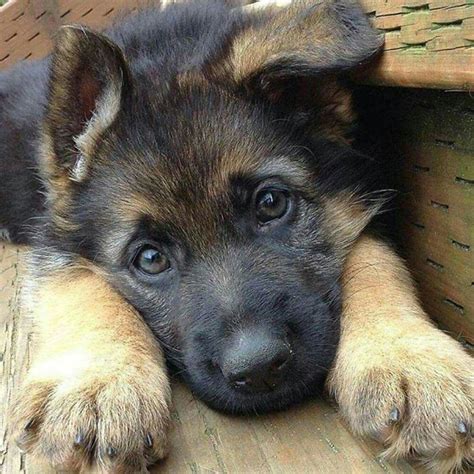 cute pics  german shepherd puppies   purest    world