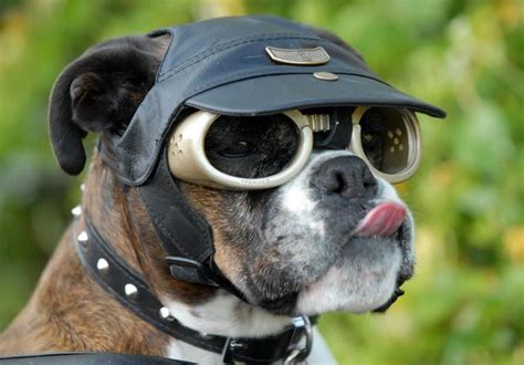 Doggles Dog Goggles Dog Sunglasses Boxer Dogs