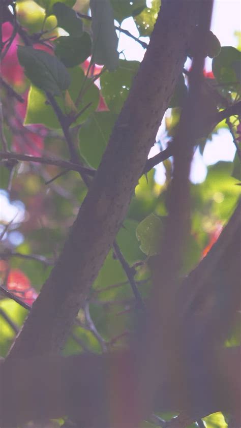 286,556 spring blooms stock video clips in 4k and hd for creative projects. Little pink flowers on a tree - Free Stock Video - Mixkit