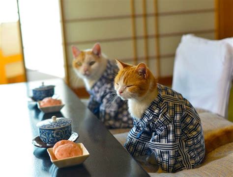 These Cats Can Be My Japanese Tour Guides Any Time Catster