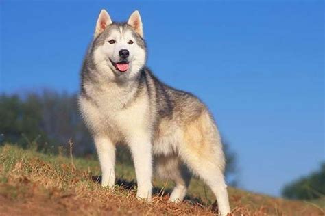 Why buy a husky puppy for sale if you can adopt and save a life? Average Price Of Husky Puppy | Pets and Dogs