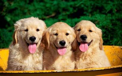 Retriever Golden Puppies Desktop Easter Puppy Wallpapers