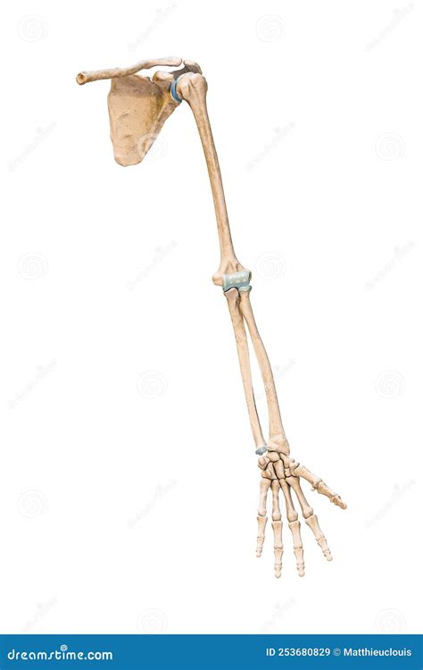 Accurate Anterior Or Front View Of The Arm Or Upper Limb Bones Of The