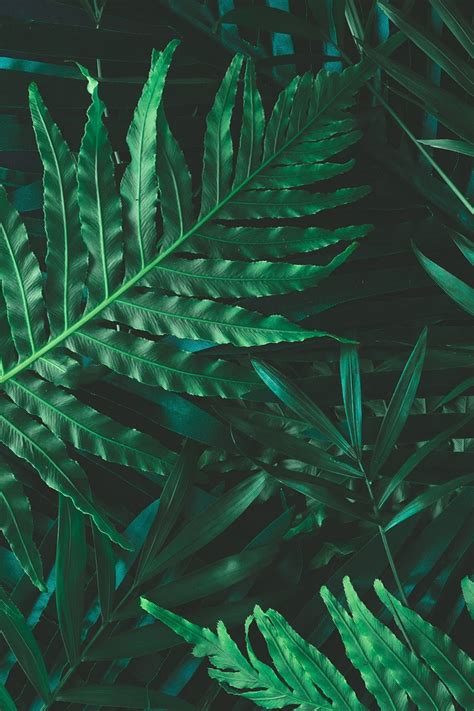 Wallpapers design, handcrafted art, and elegant decoration mixed together. ENJOY THE PALM LIFE - USAPALM.COM | Green wallpaper, Green ...