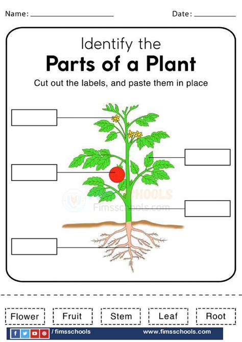 14 Best Images Of Parts Of A Plant Worksheet First Grade Printable
