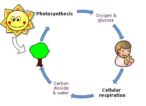 When oxygen is present, pyruvic is broken down into other carbon compounds in the kreb's cycle. What Is the Purpose of Cellular Respiration? - Video ...