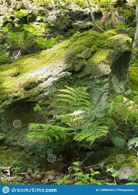 Close Up Of A Green Moss And Lichen Covered Rock Surrounded By Ferns