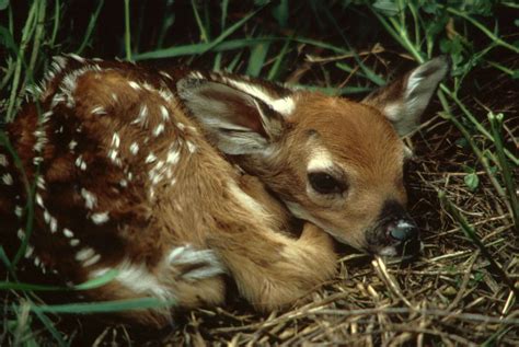 Free Picture White Tailed Deer Fawn Grass Odocoileus Virginianus