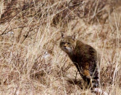 Andean cat can reach 23 to 25 inches in length and 8.75 to 12 pounds of weight. Wild Cats: The Chinese Mountain Cat - kimcampion.com