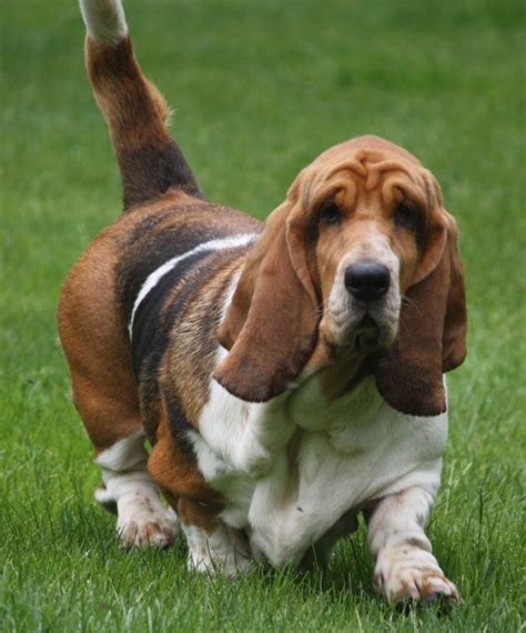 The Best Breed Ever With Images Hound Dog Bassett