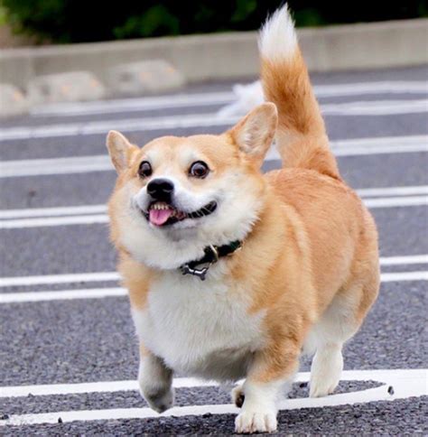 This Corgi Has Perfectly Hilarious Expressions For Every Occasion And