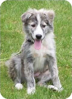 Or advertise your aussie puppies for free. Zeke | Adopted Puppy | Milford, NJ | Great Pyrenees/Australian Shepherd Mix