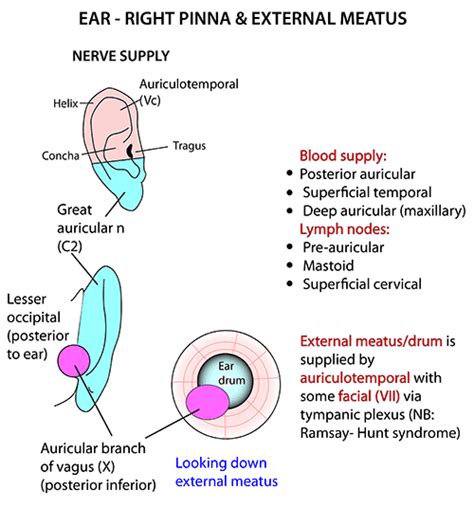 Instant Anatomy Head And Neck Areasorgans Ear Pinna External