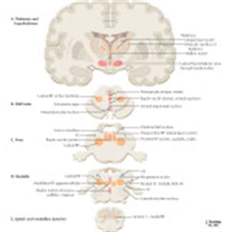 The brainstem is the stalklike portion of the brain that joins higher brain centers to the spinal cord. Reticular Formation: Nuclei and Areas in the Brain Stem ...