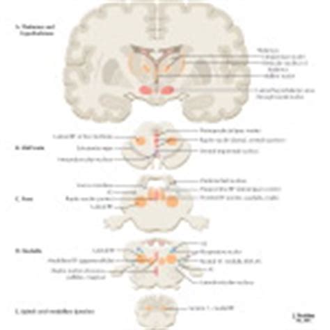 Functions of the brain stem. Reticular Formation: Nuclei and Areas in the Brain Stem ...