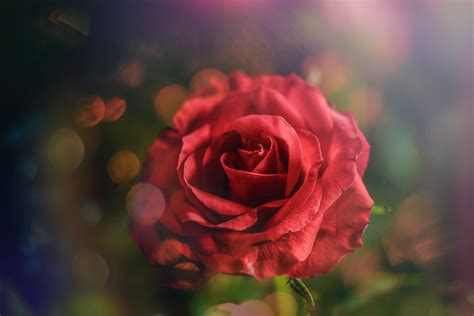 Macro Photography Of Red Rose · Free Stock Photo