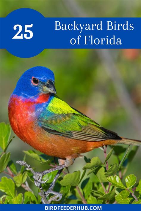 Pictures And Info On 25 Of Floridas Most Common Backyard Birds